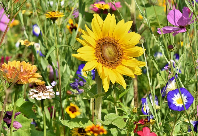 garden flower