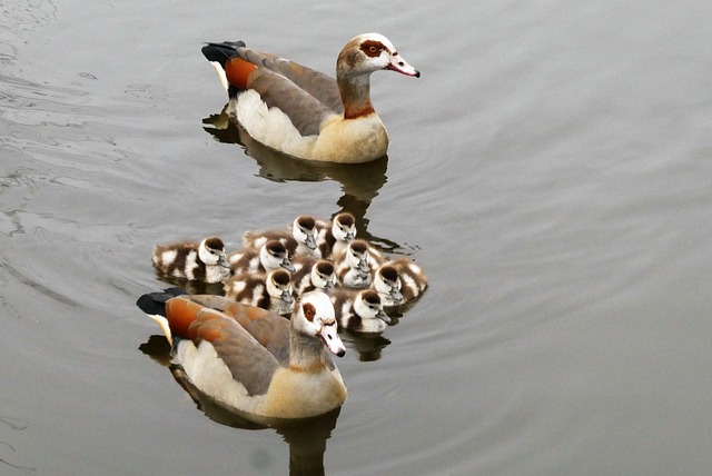 geese