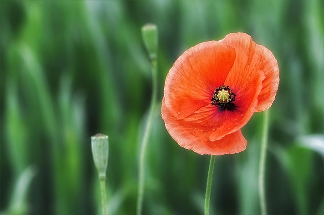 Hình ảnh minh họa ý nghĩa của từ gentler