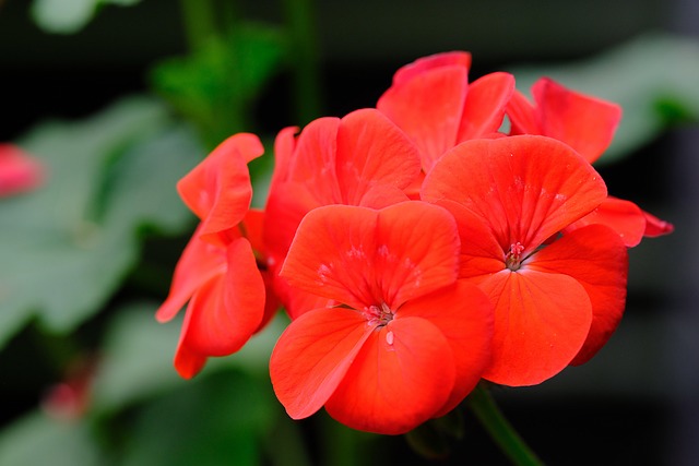 Hình ảnh minh họa ý nghĩa của từ germanium