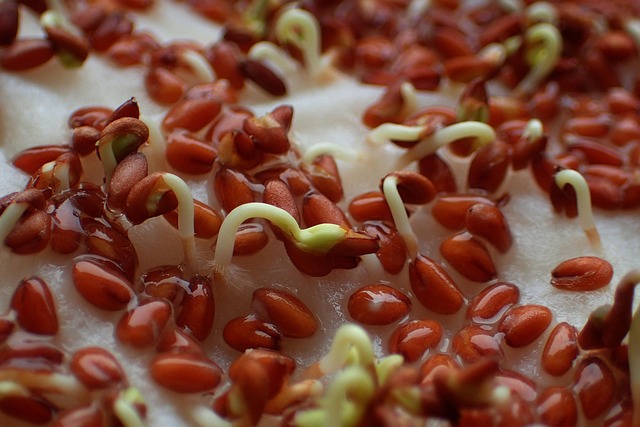 germinating