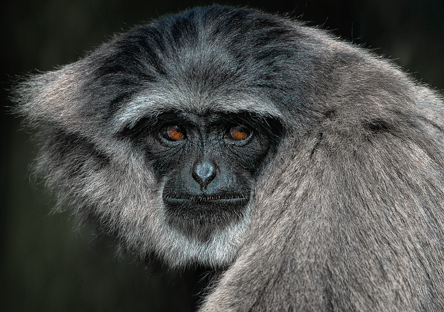 gibbon
