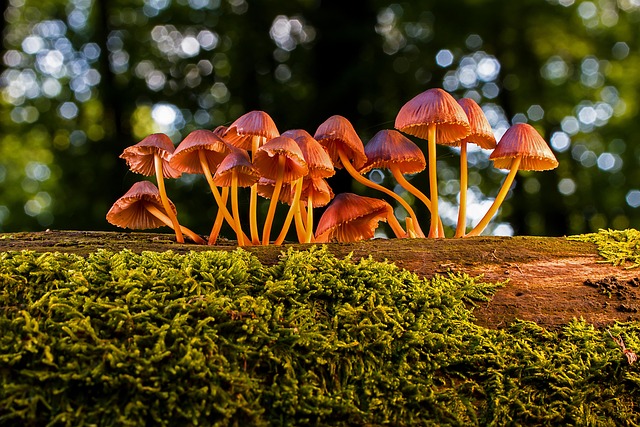 gills