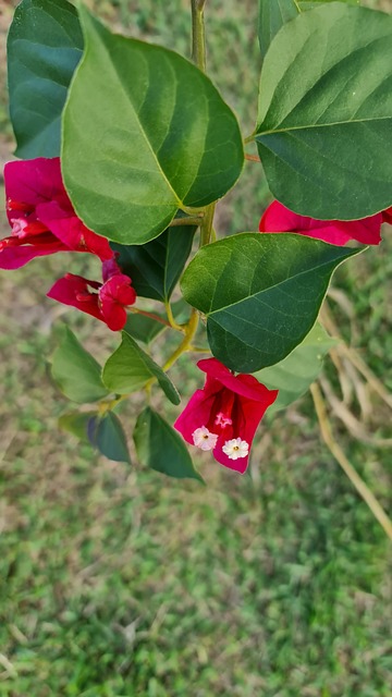 Hình ảnh minh họa sileä