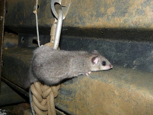 gliridae