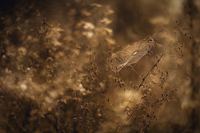 Hình ảnh minh họa ý nghĩa của từ glistening