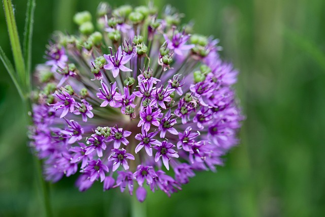 Hình ảnh minh họa ý nghĩa của từ globular