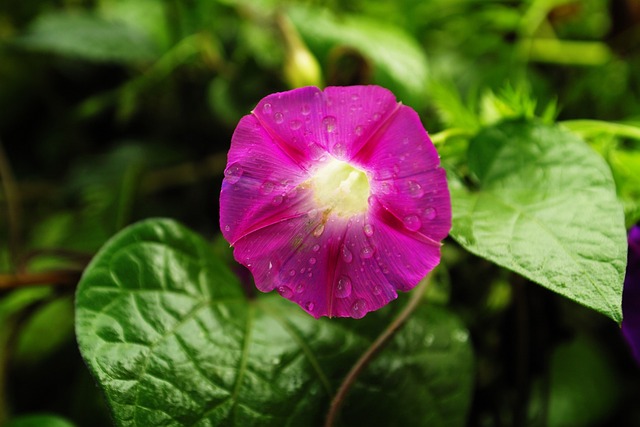 Hình ảnh minh họa ý nghĩa của từ glory in