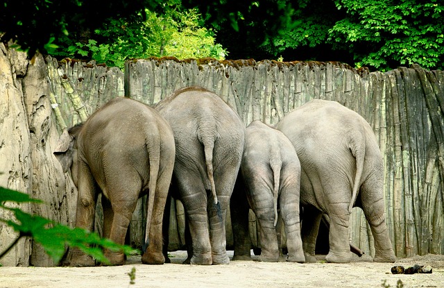 Hình ảnh minh họa ý nghĩa của từ gluteus maximus