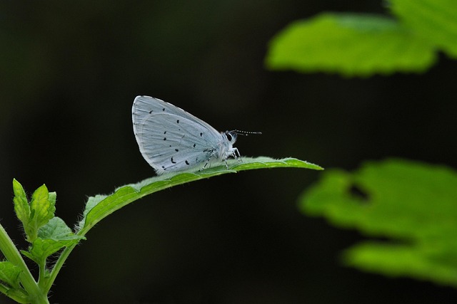 gluteus minimus