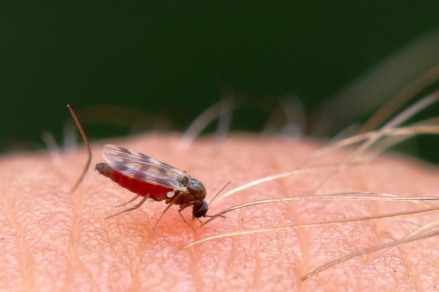 gnats