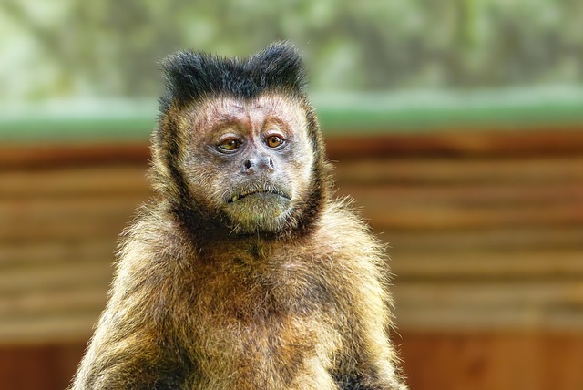 go ape