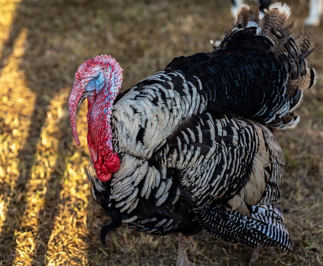 gobble