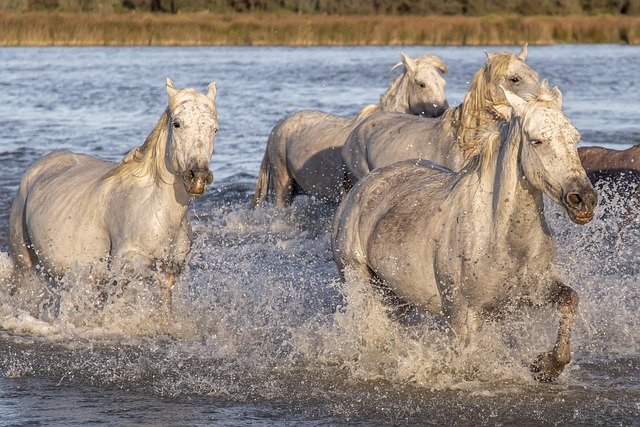golden horde
