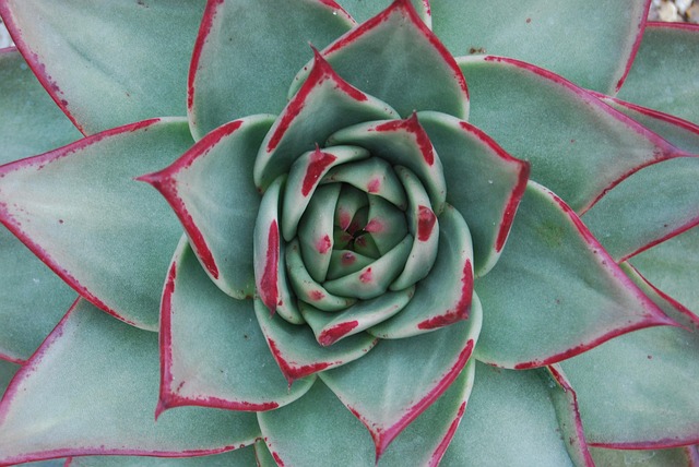 Hình ảnh minh họa ý nghĩa của từ golden ratio