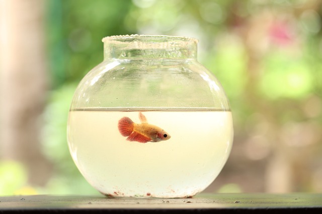 goldfish bowl