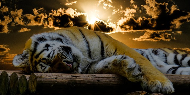good dream