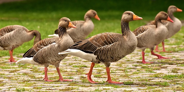 goose