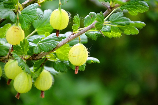 gooseberry