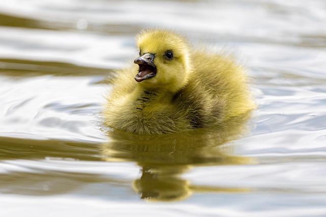 gosling