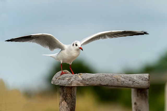 Hình ảnh minh họa ý nghĩa của từ gracious