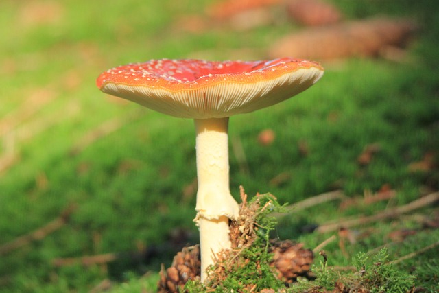 Hình ảnh minh họa ý nghĩa của từ grafting