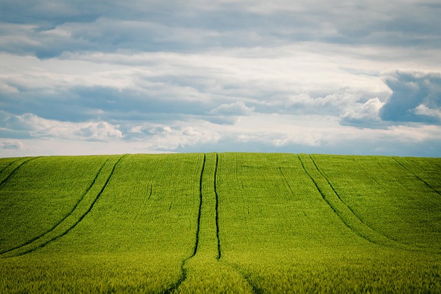grains