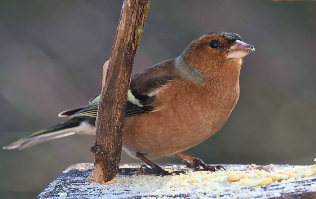 Hình ảnh minh họa ý nghĩa của từ granivore