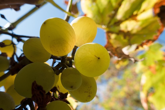 grape shot