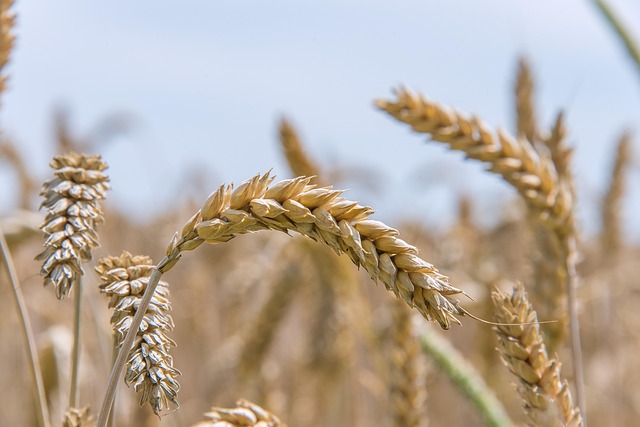 grass seed