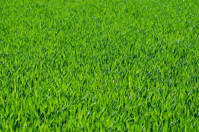 grassy