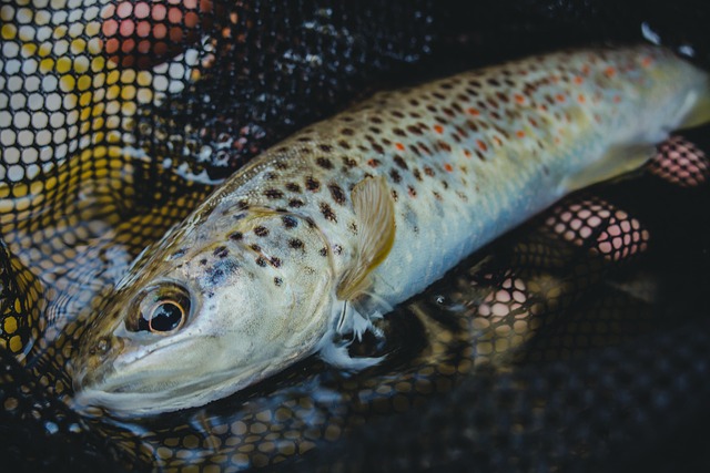 grayling