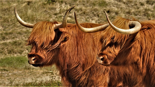 grazer
