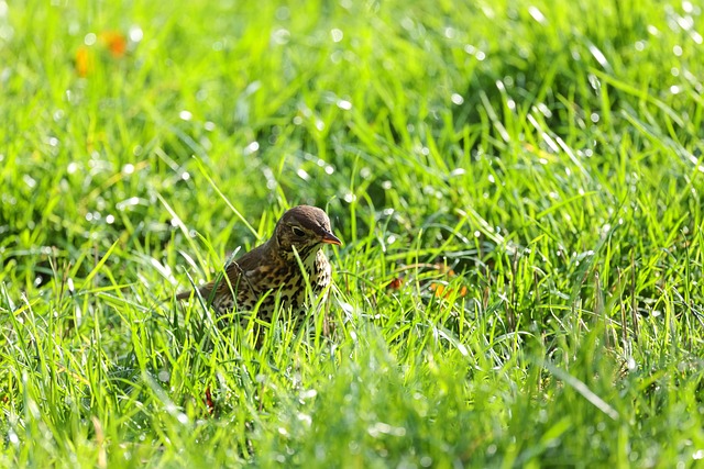 Hình ảnh minh họa ý nghĩa của từ green hide