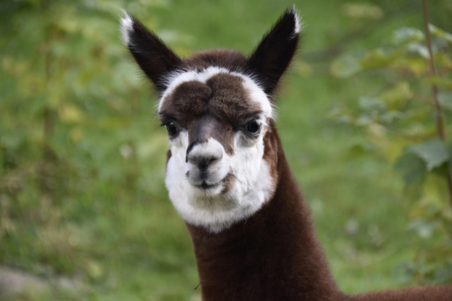 Hình ảnh minh họa ý nghĩa của từ gregariously