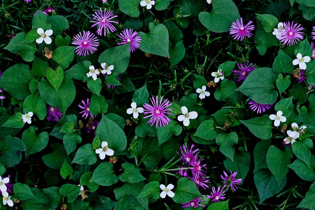 Hình ảnh minh họa ý nghĩa của từ gregariousness