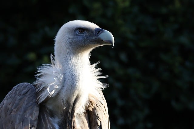 griffon