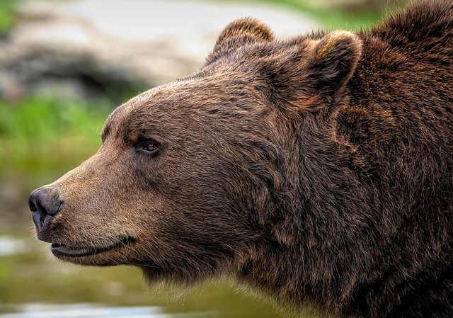 grizzly bear