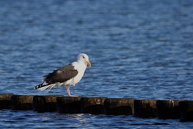 Hình ảnh minh họa ý nghĩa của từ groin