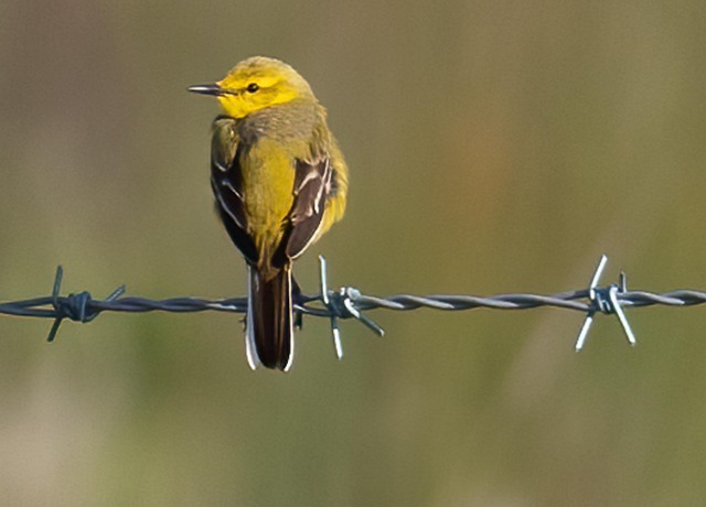 Hình ảnh minh họa ý nghĩa của từ grounding wire