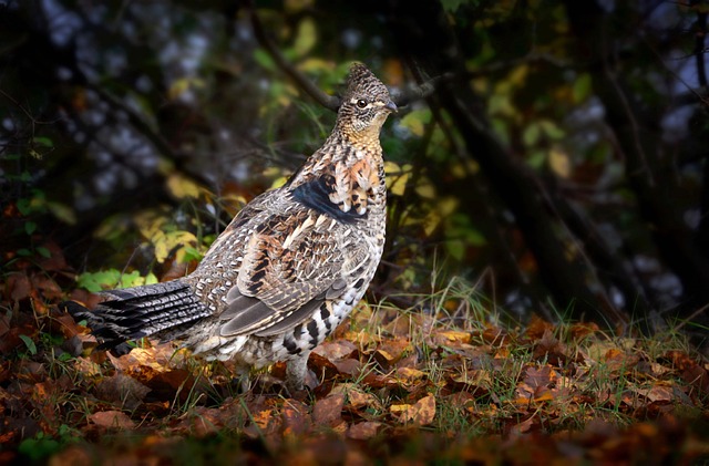 Hình ảnh minh họa ý nghĩa của từ grouse