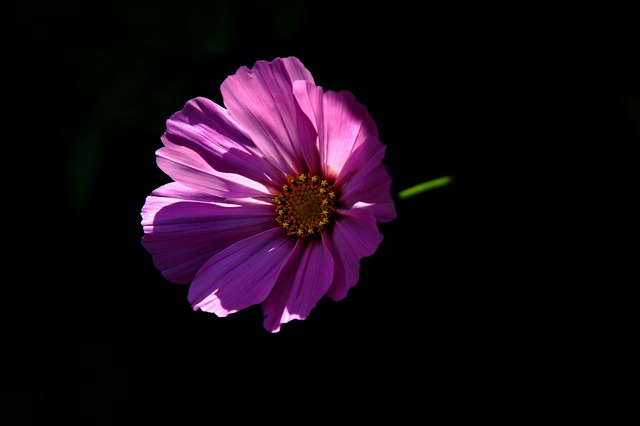 grow dark