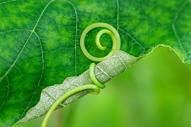 growth curve