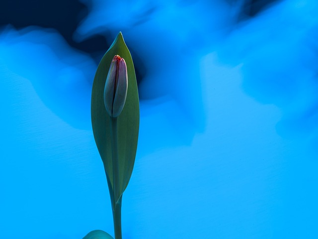 Hình ảnh minh họa ý nghĩa của từ growth medium