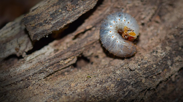 grubs