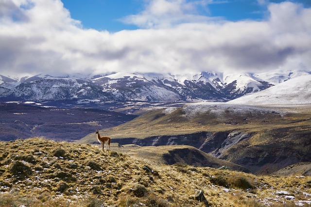 guanaco
