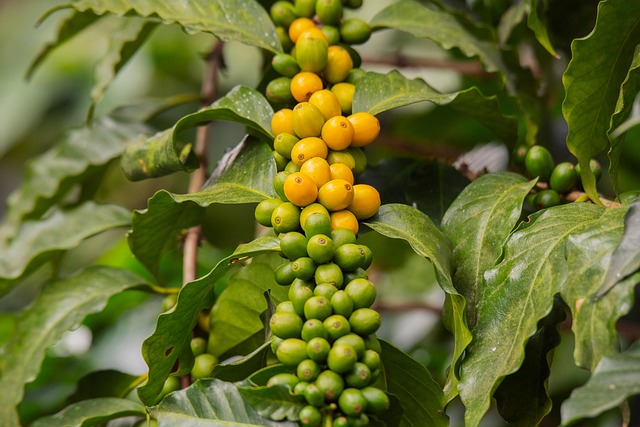 Guatemala