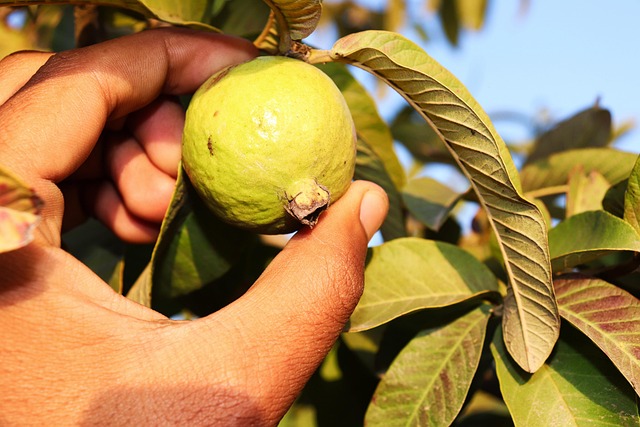 guava