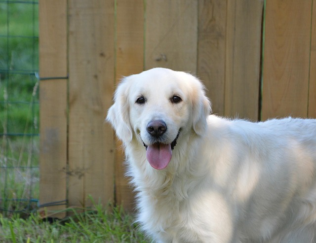 guide dog