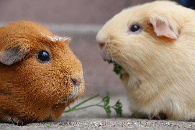 Guinea